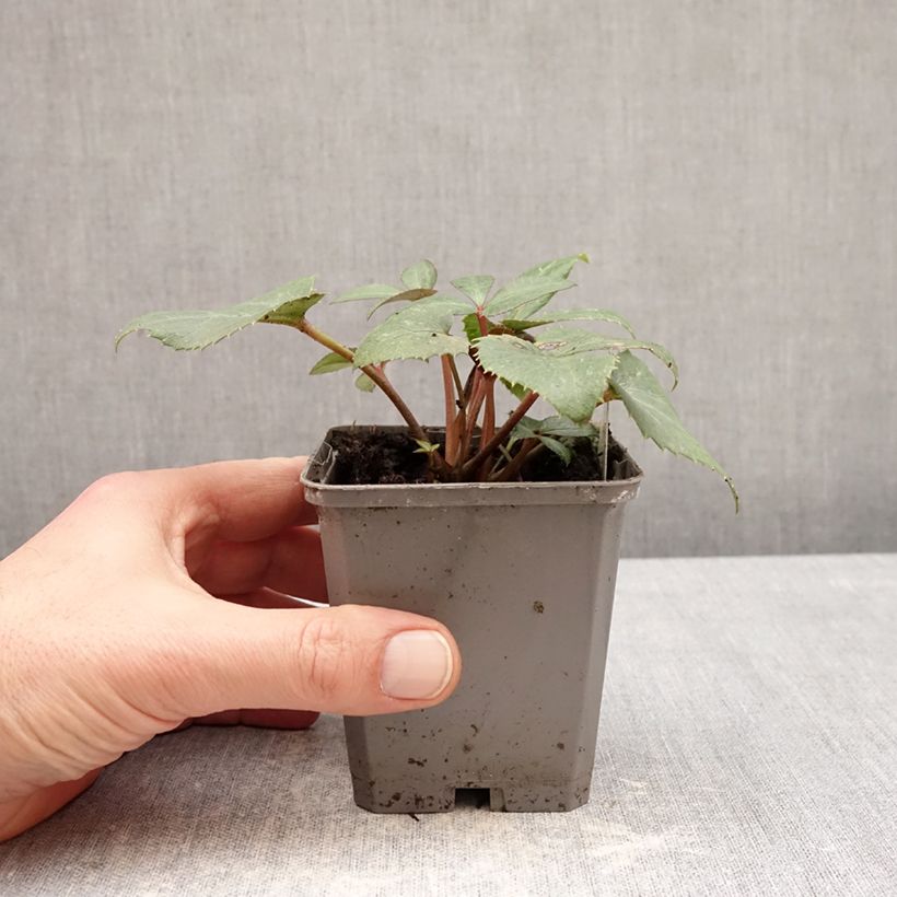 Exemplaar van Helleborus sternii - Kerstroos Kweekpotje van 8/9 cm zoals geleverd in de winter