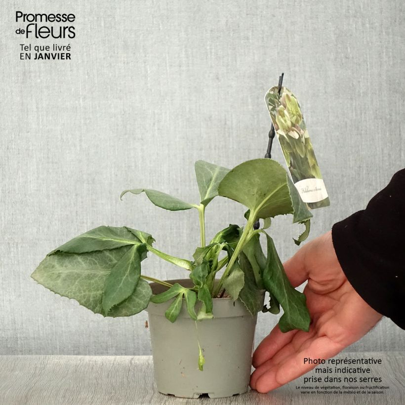 Example of Helleborus sternii - Kerstroos Pot van 12 cm / 13 cm as you get in hiver