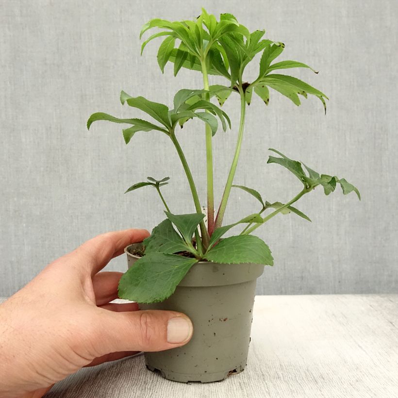 Exemplaar van Helleborus torquatus Party Dress Hybriden - nieskruid Pot van 12 cm / 13 cm zoals geleverd in de herfst