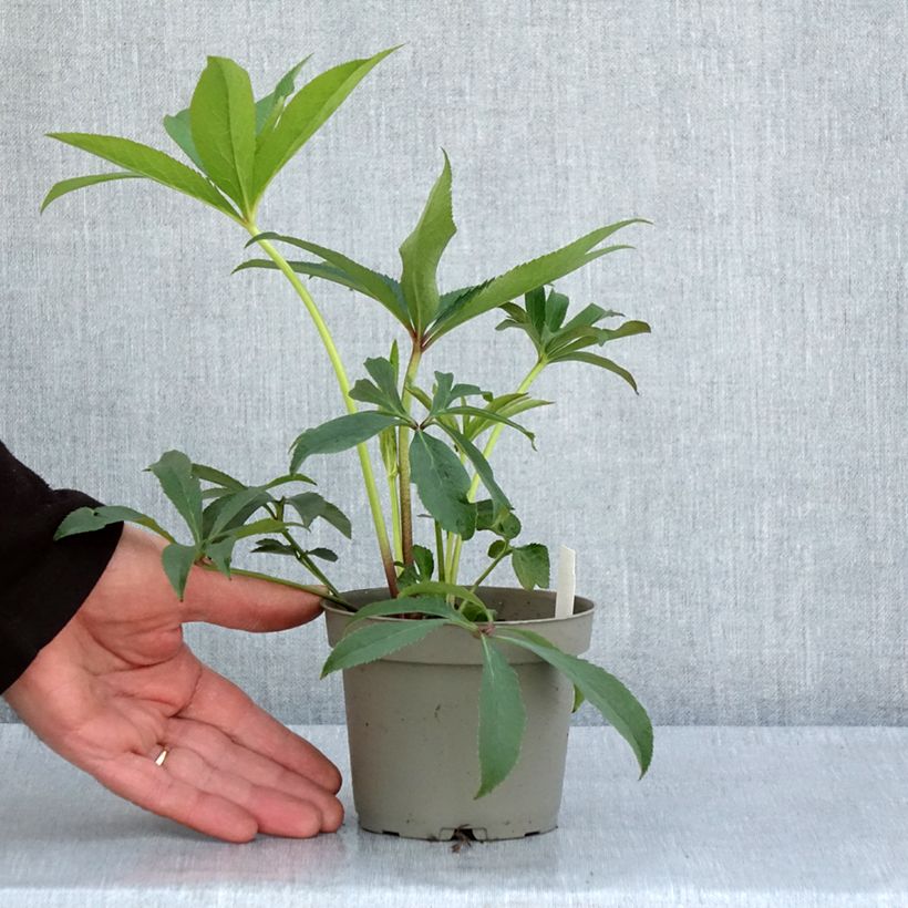 Exemplaar van Helleborus torquatus Party Dress Hybriden - nieskruid Pot van 1 l/1,5 l zoals geleverd in de lente