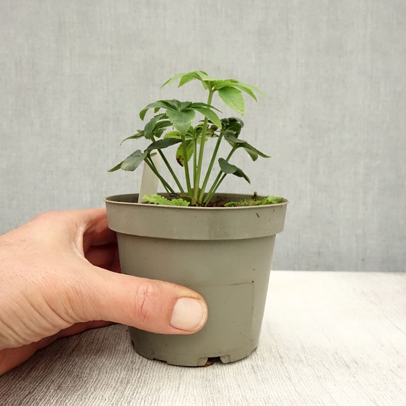 Exemplaar van Helleborus torquatus - nieskruid Pot van 12 cm / 13 cm zoals geleverd in de herfst