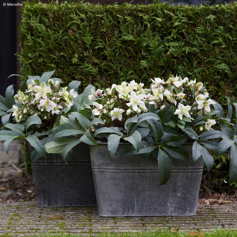 Helleborus ViV Wanda - lenteroos (Groeiplaats)
