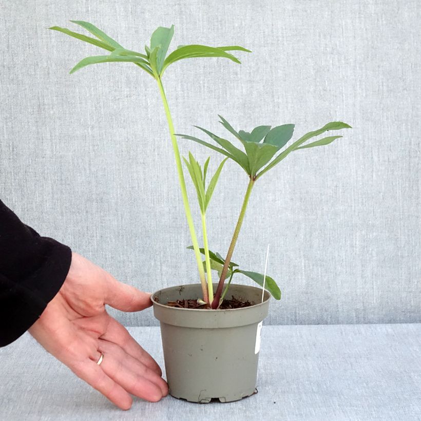 Exemplaar van Helleborus orientalis subsp. abchasicus - Oosters nieskruid Pot van 12 cm / 13 cm zoals geleverd in de lente