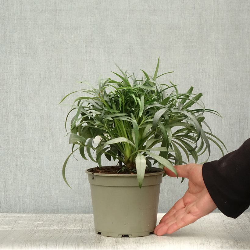 Exemplaar van Helleborus foetidus Sopron - Stinkend nieskruid Pot van 1 l/1,5 l zoals geleverd in de herfst