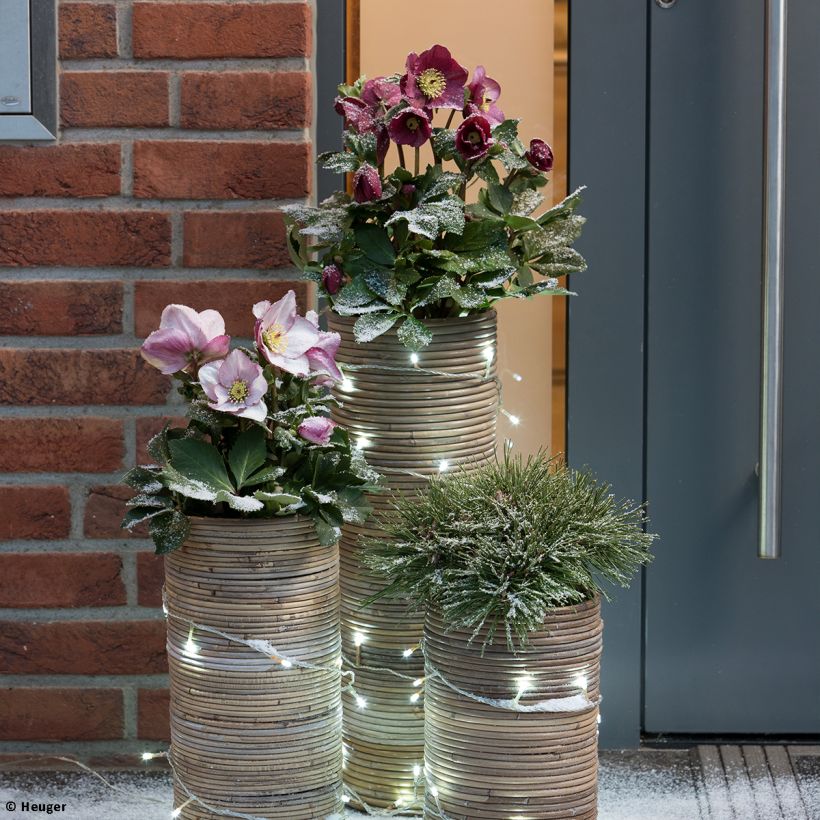 Helleborus lemperii HGC Winter Ballet Leila (Groeiplaats)