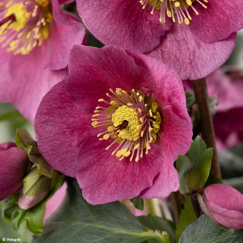 Helleborus lemperii HGC Winter Ballet Lenia (Bloei)