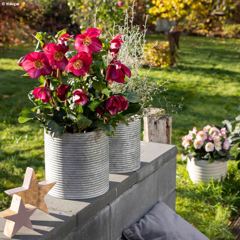 Helleborus lemperii HGC Winter Ballet Leona (Groeiplaats)