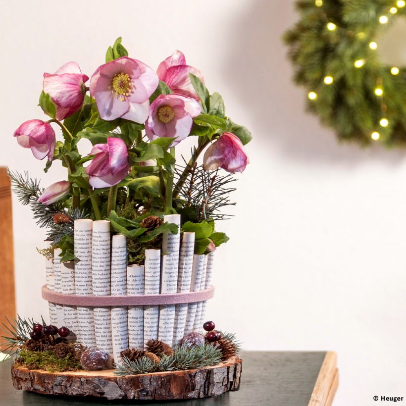 Helleborus lemperii HGC Winter Ballet Liara (Groeiplaats)