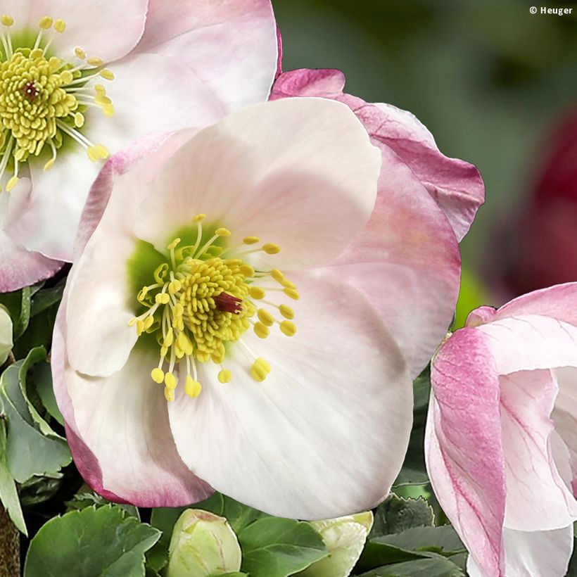 Helleborus lemperii HGC Winter Ballet Lola (Bloei)