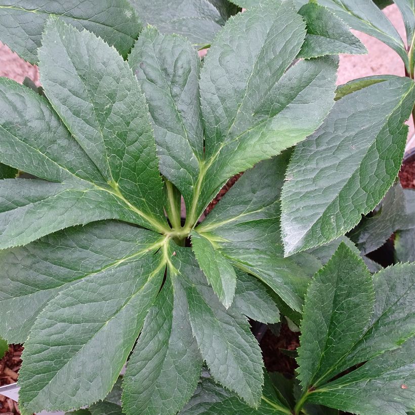 Helleborus Magic Rouge - Lenteroos rood (Blad)