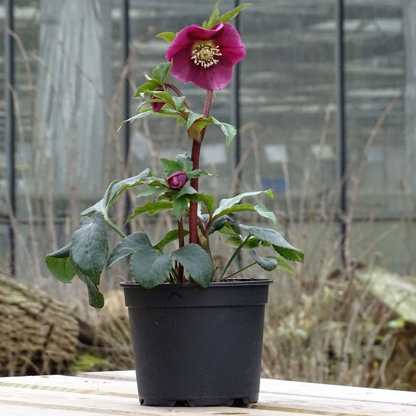 Helleborus Magic Rouge - Lenteroos rood (Groeiplaats)