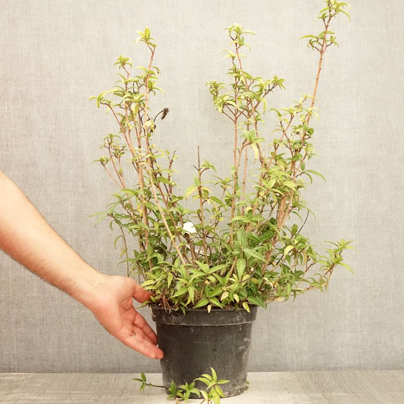 Exemplaar van Helwingia himalaica - Helwingie van de Himalaya Pot van 3 l/4 l zoals geleverd in de zomer