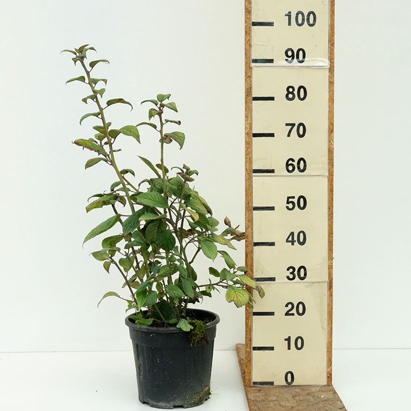 Exemplaar van Helwingia japonica vrouwelijk Pot van 7,5 l/10 l zoals geleverd in de zomer