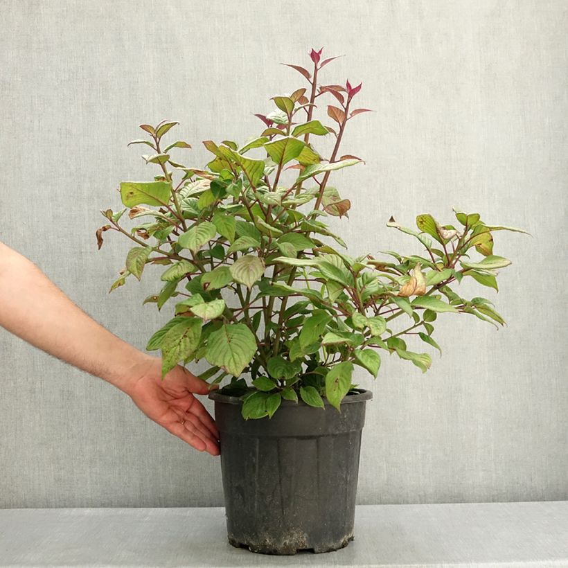 Exemplaar van Helwingia japonica vrouwelijk Pot van 7,5 l/10 l zoals geleverd in de lente