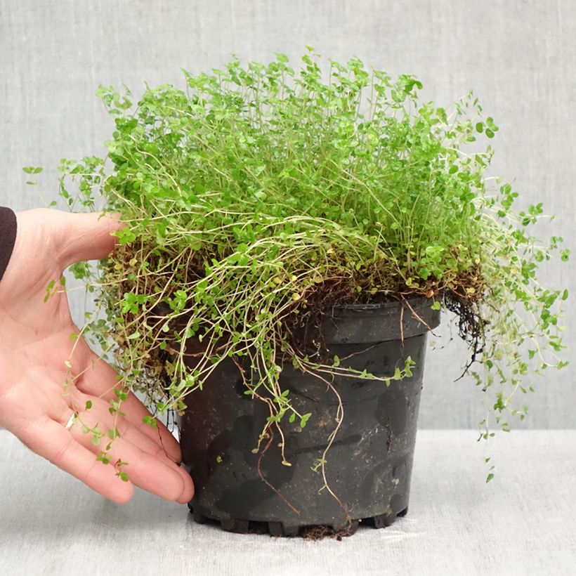 Exemplaar van Helxine soleirolii - Slaapkamergeluk Pot van 2 l/3 l zoals geleverd in de herfst