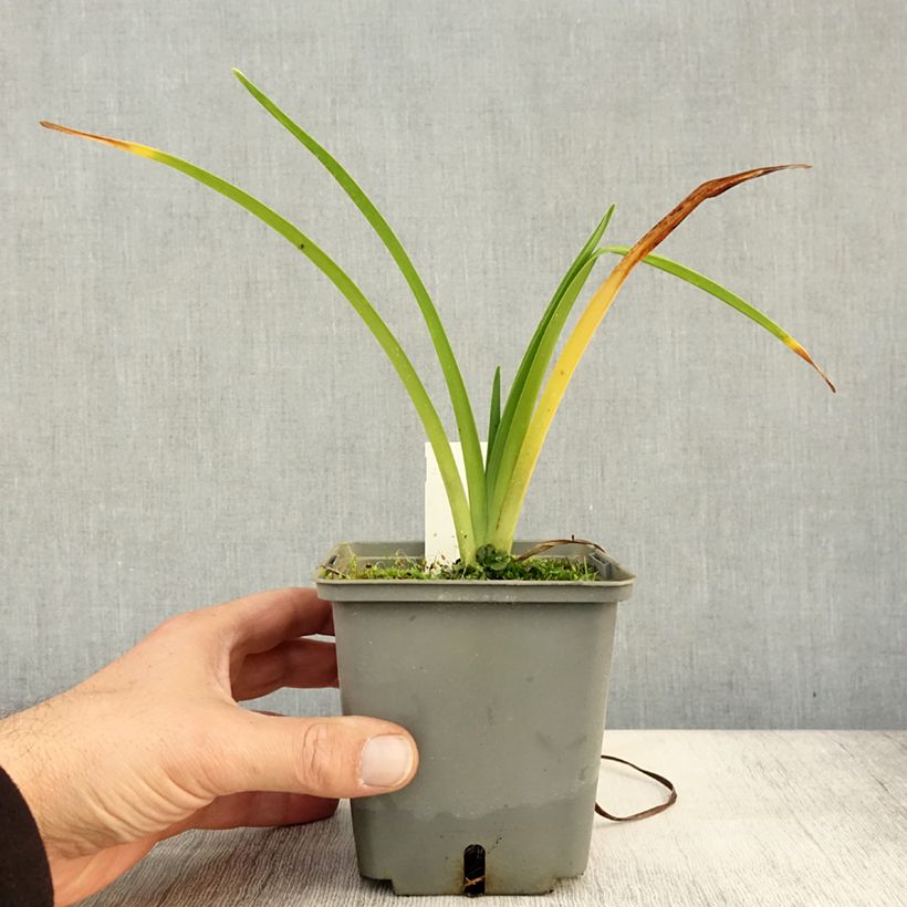 Exemplaar van Hemerocallis Alaqua - Daglelie Pot van 1 l/1,5 l zoals geleverd in de herfst