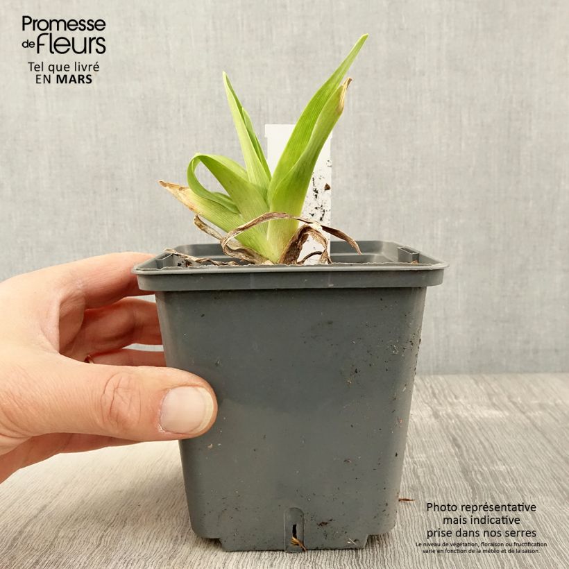 Exemplaar van Hemerocallis Alaqua - Daglelie Pot van 1 l/1,5 l zoals geleverd in de lente