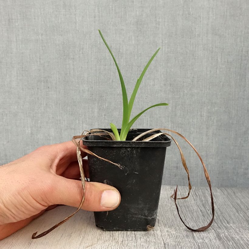 Exemplaar van Hemerocallis Amadeus - Daglelie Kweekpotje van 8/9 cm zoals geleverd in de lente