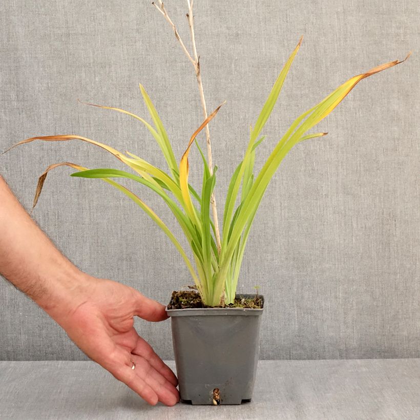 Exemplaar van Hemerocallis Amerstone Amethyst Jewel - Daglelie Pot van 1 l/1,5 l zoals geleverd in de zomer