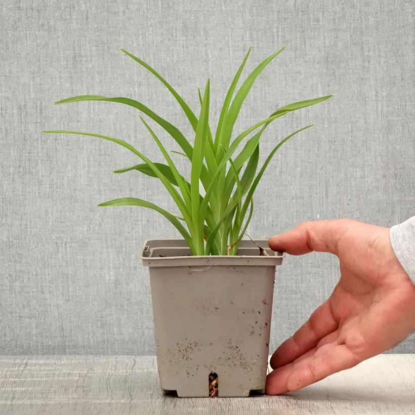 Exemplaar van Hemerocallis Amerstone Amethyst Jewel - Daglelie Pot van 1 l/1,5 l zoals geleverd in de lente