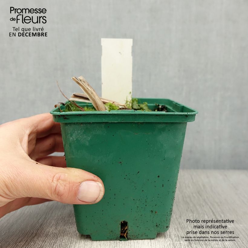 Example of Hemerocallis Arctic Snow - Daglelie Pot van 1 l/1,5 l as you get in hiver