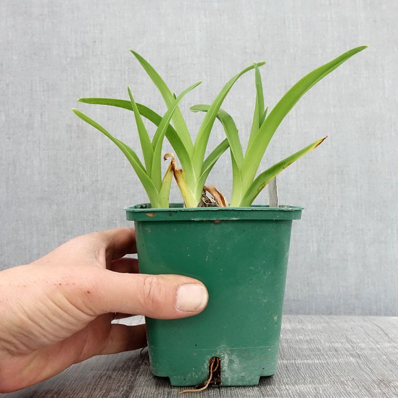 Exemplaar van Hemerocallis Arctic Snow - Daglelie Pot van 1 l/1,5 l zoals geleverd in de lente