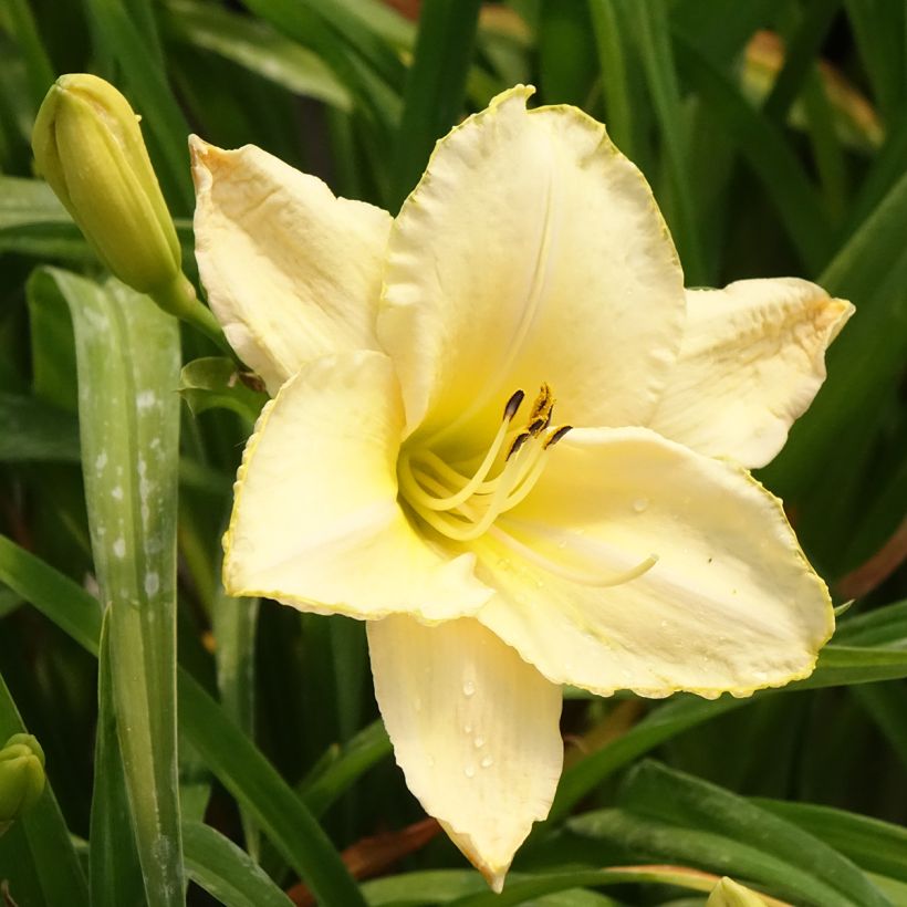 Hemerocallis Arctic Snow - Daglelie (Bloei)