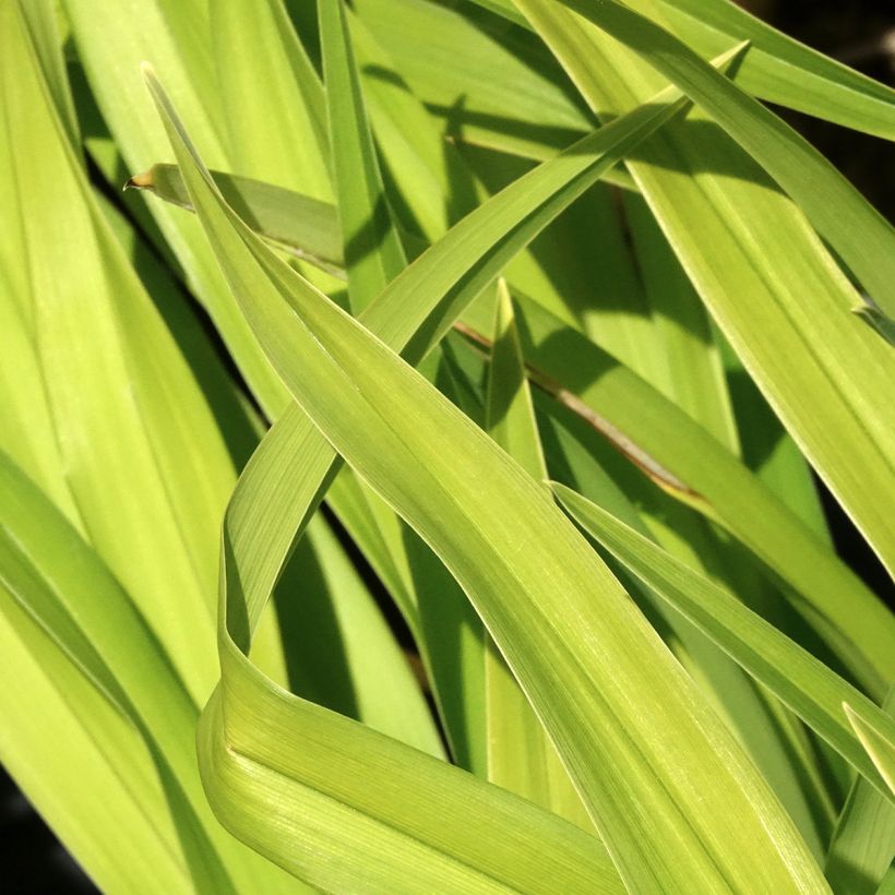 Hemerocallis Bakabana - Daglelie (Blad)