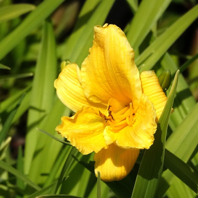 Hemerocallis Bakabana - Daglelie (Bloei)