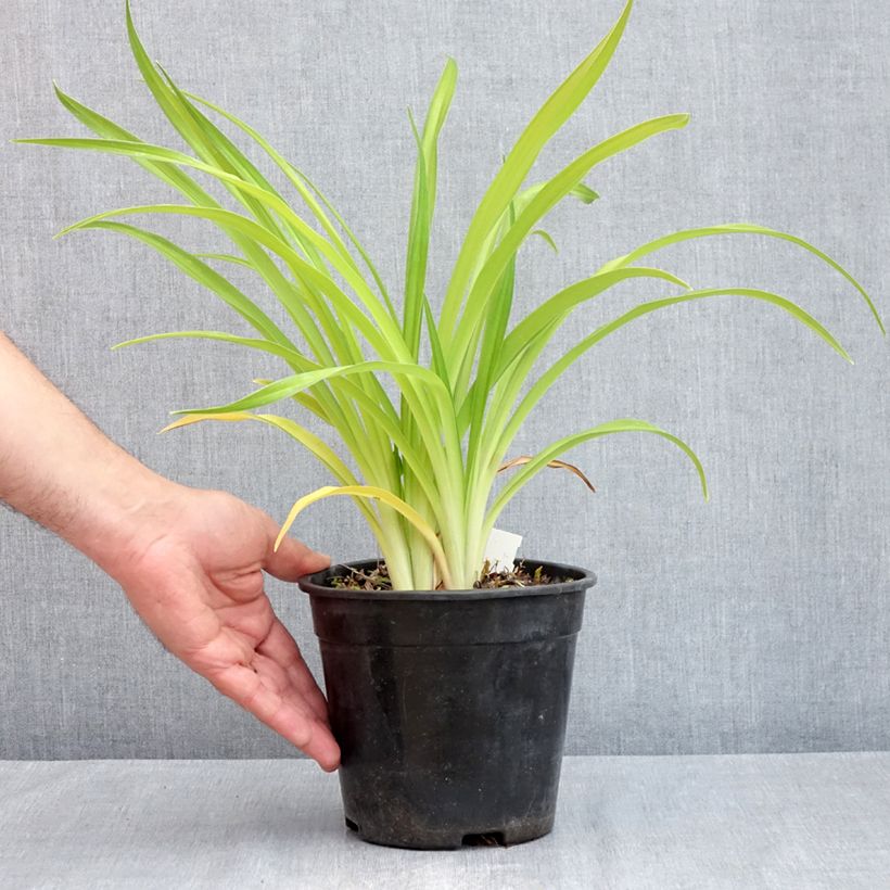 Example of Hémérocalle Bakabana - Lis d'un jour jaune d'or Pot van 2 l/3 l as you get in printemps