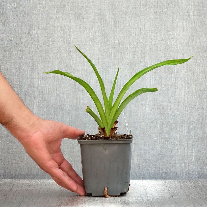 Exemplaar van Hemerocallis Baracuda Bay - Daglelie Pot van 1 l/1,5 l zoals geleverd in de zomer