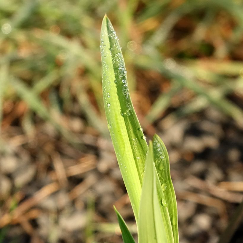 Hemerocallis Baracuda Bay - Daglelie (Blad)