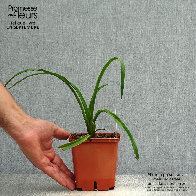 Exemplaar van Hemerocallis Barbara Mitchell - Daglelie Pot van 1 l/1,5 l zoals geleverd in de herfst