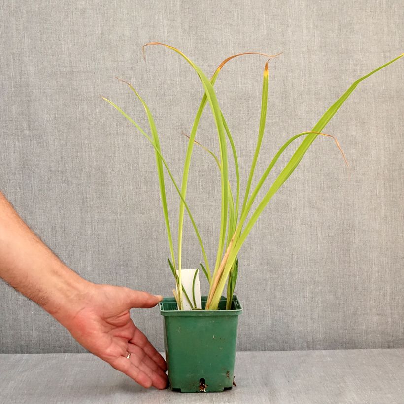 Exemplaar van Hemerocallis Black Eyed Susan - Daglelie Pot van 1 l/1,5 l zoals geleverd in de zomer