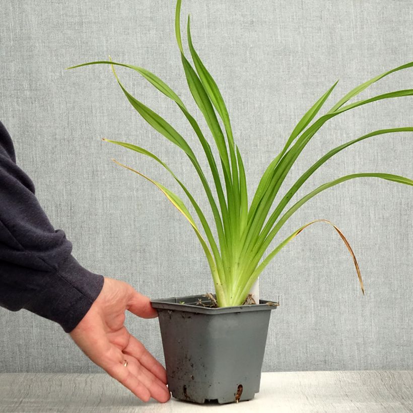 Exemplaar van Hemerocallis Black Stockings - Daglelie Pot van 1 l/1,5 l zoals geleverd in de zomer