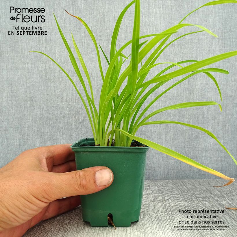 Exemplaar van Hemerocallis Bonanza - Daglelie Kweekpotje van 8/9 cm zoals geleverd in de zomer