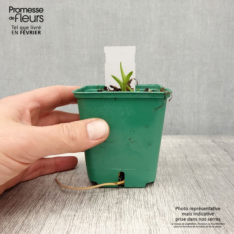 Example of Hémérocalle Bonanza - Lis d'un jour Kweekpotje van 8/9 cm as you get in hiver