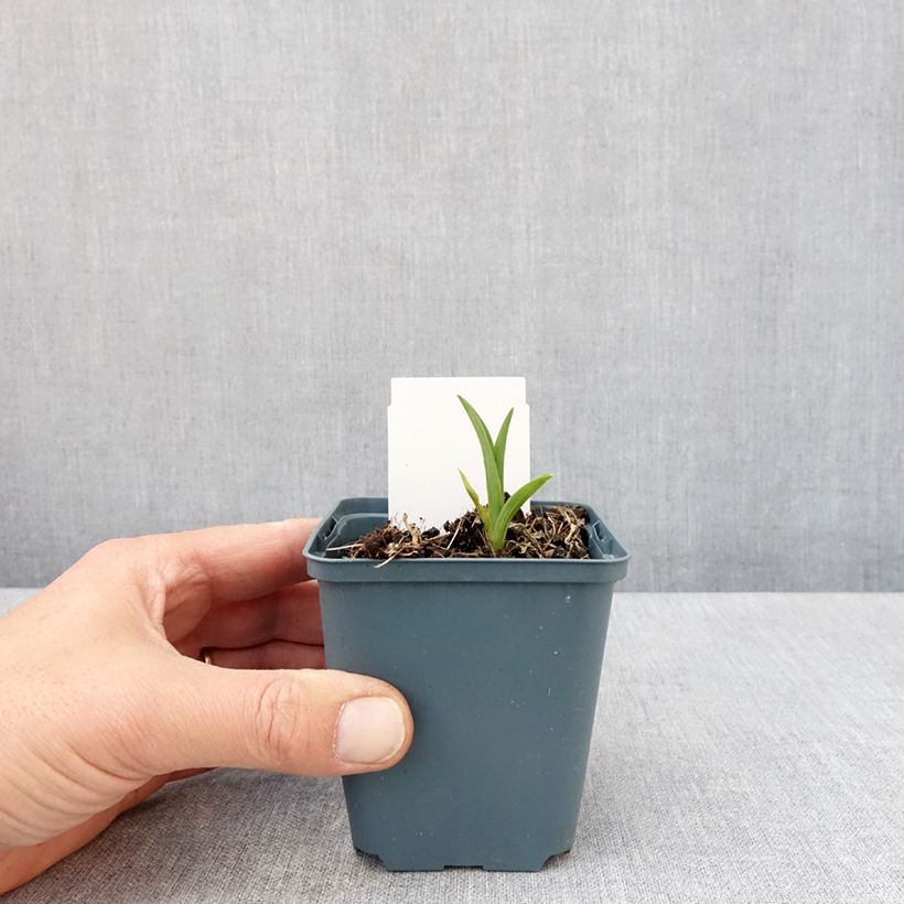 Exemplaar van Hemerocallis Burning Daylight - Daglelie Kweekpotje van 8/9 cm zoals geleverd in de lente