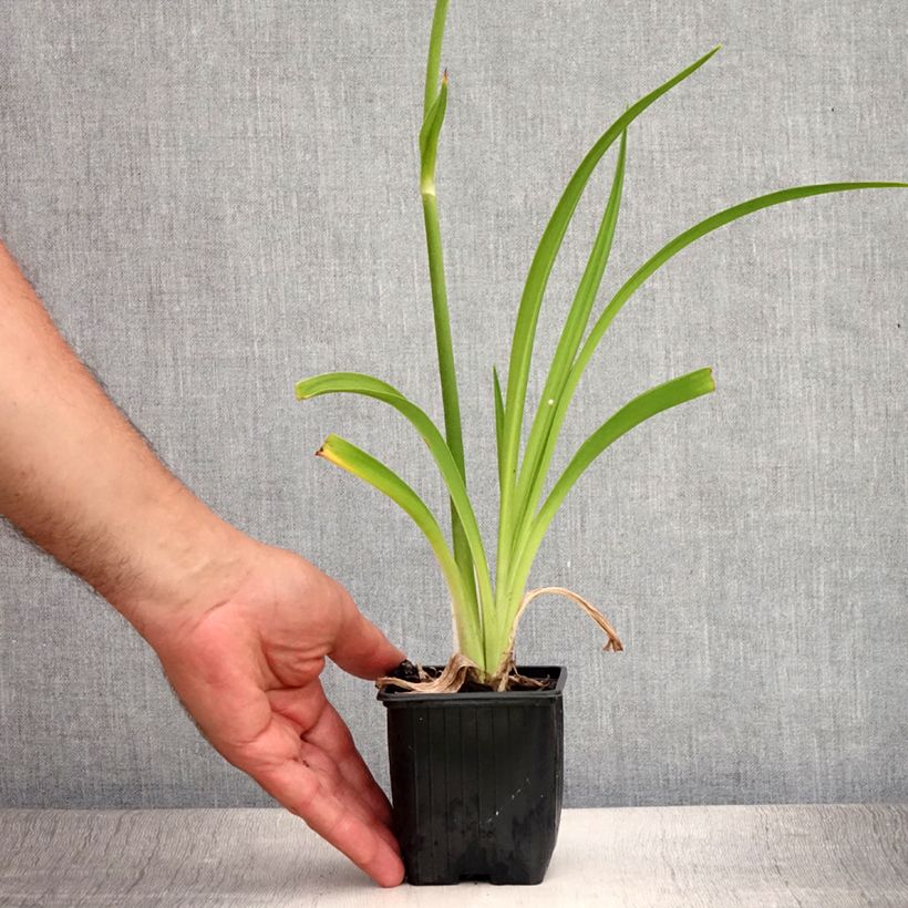 Exemplaar van Hemerocallis By Myself - Daglelie Kweekpotje van 8/9 cm zoals geleverd in de zomer