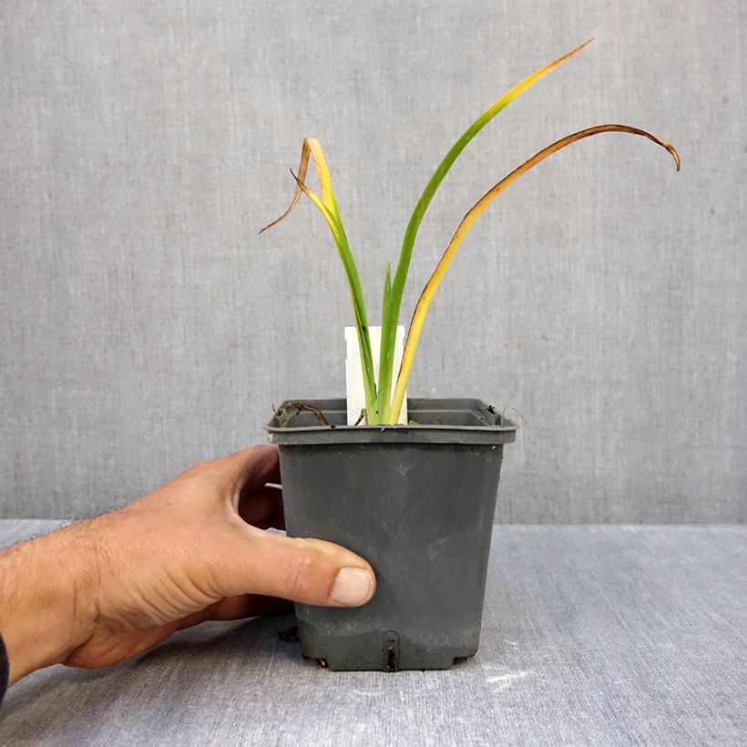 Exemplaar van Hemerocallis Calico Jack - Daglelie Pot van 1 l/1,5 l zoals geleverd in de herfst
