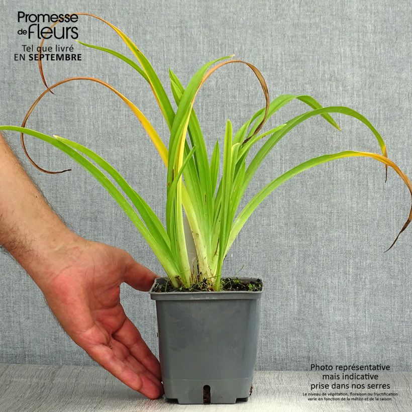 Exemplaar van Hemerocallis Calico Jack - Daglelie Pot van 1 l/1,5 l zoals geleverd in de zomer