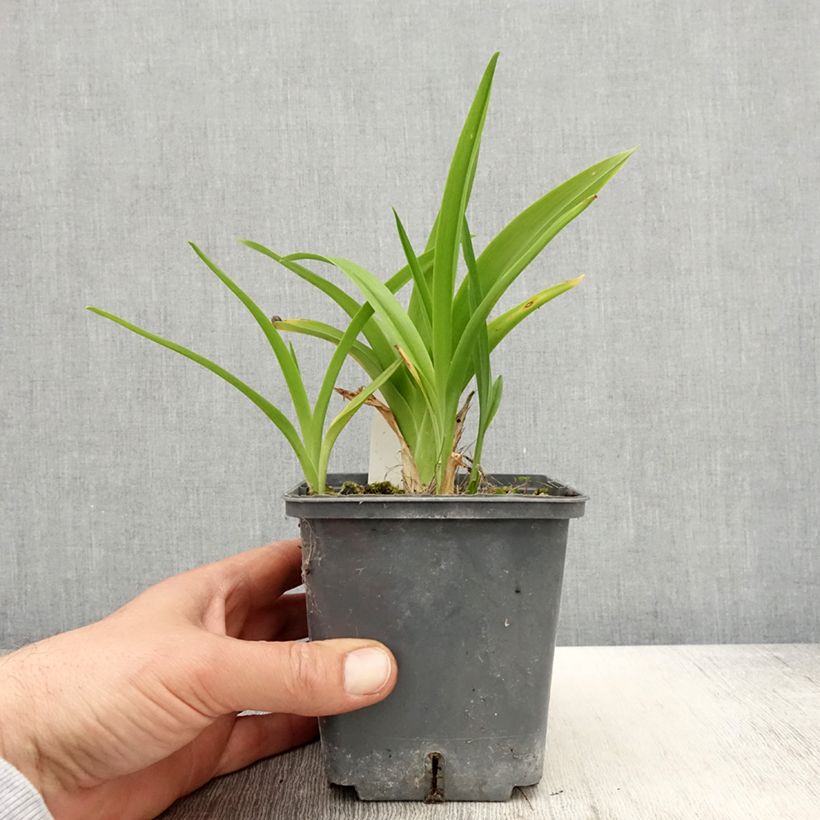 Exemplaar van Hemerocallis Calico Jack - Daglelie Pot van 1 l/1,5 l zoals geleverd in de lente