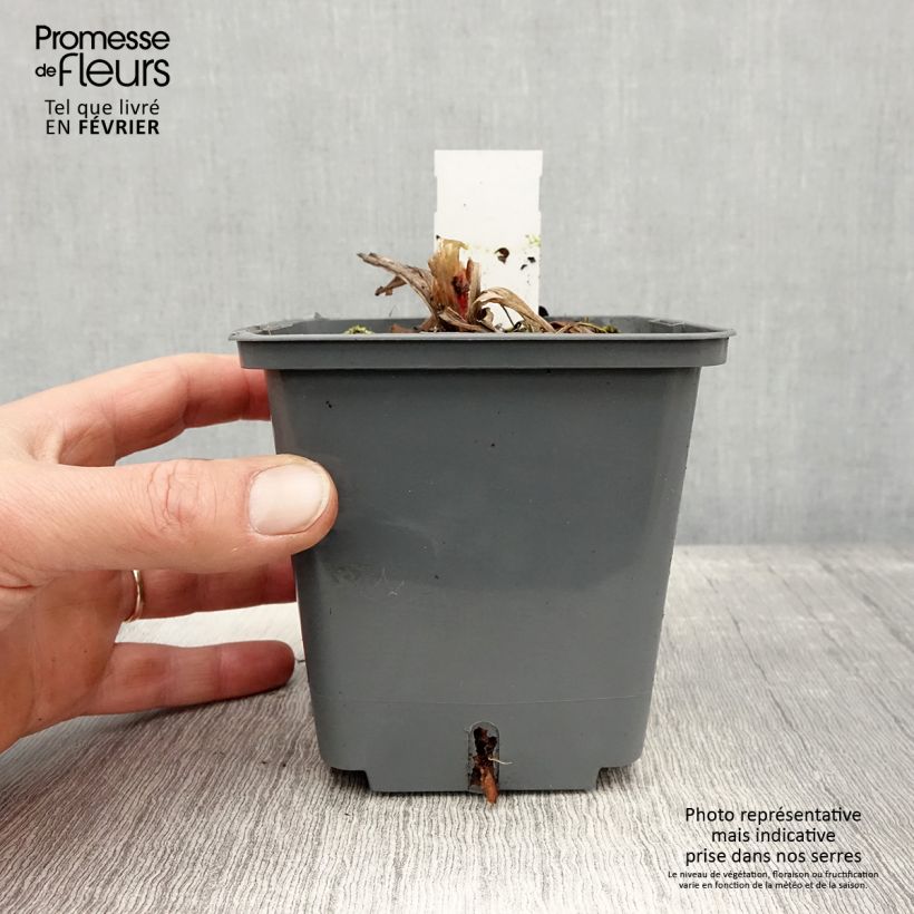 Example of Hémérocalle Cape Breton - Lis d'un jour Pot van 1 l/1,5 l as you get in hiver