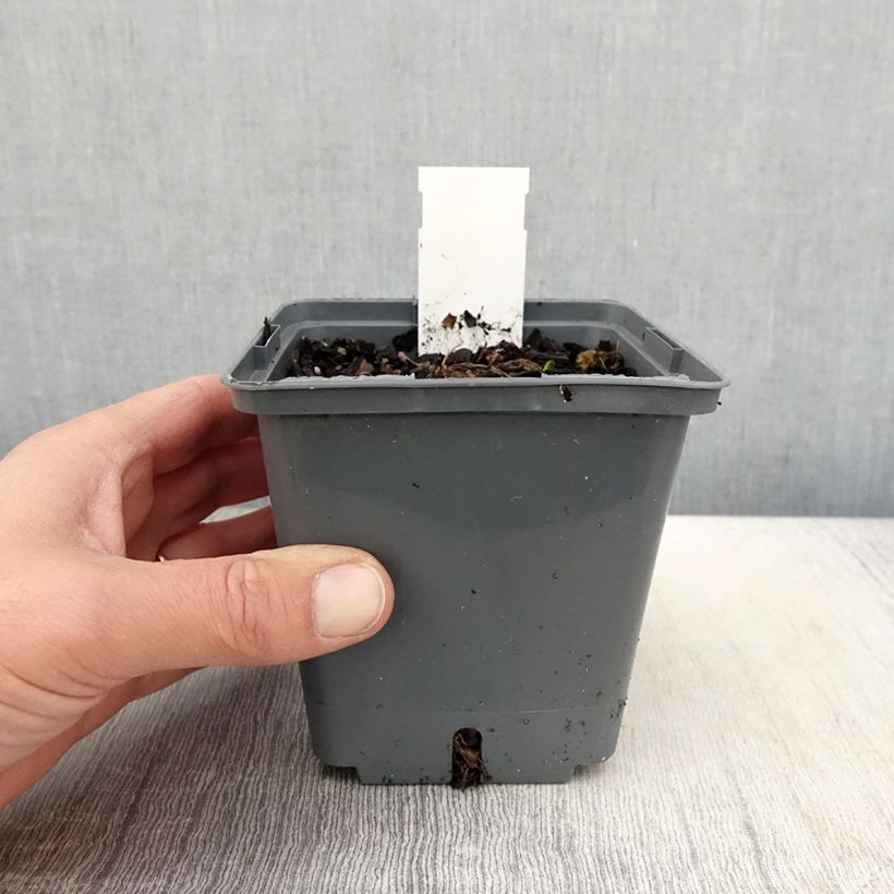 Exemplaar van Hemerocallis Cape Breton - Daglelie Pot van 1 l/1,5 l zoals geleverd in de lente