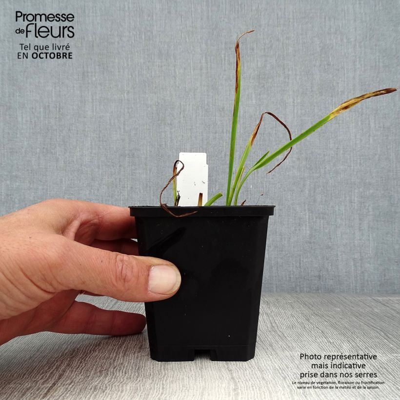 Exemplaar van Hemerocallis Catherine Woodbury - Daglelie Kweekpotje van 8/9 cm zoals geleverd in de herfst