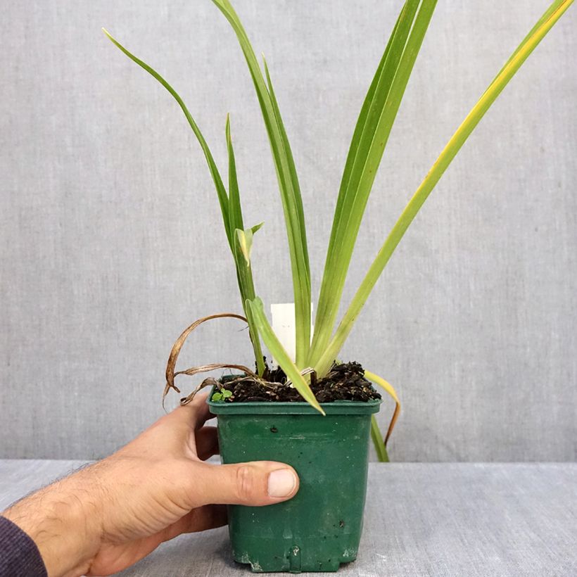 Exemplaar van Hemerocallis Charles Johnson - Daglelie Pot van 1 l/1,5 l zoals geleverd in de herfst
