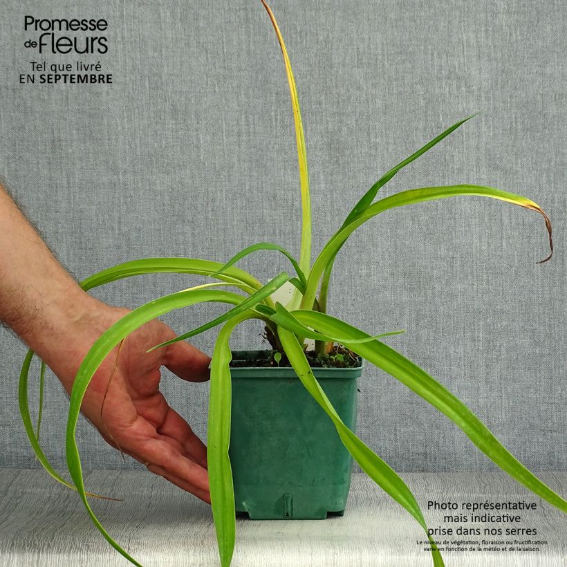 Exemplaar van Hemerocallis Charles Johnson - Daglelie Pot van 1 l/1,5 l zoals geleverd in de zomer