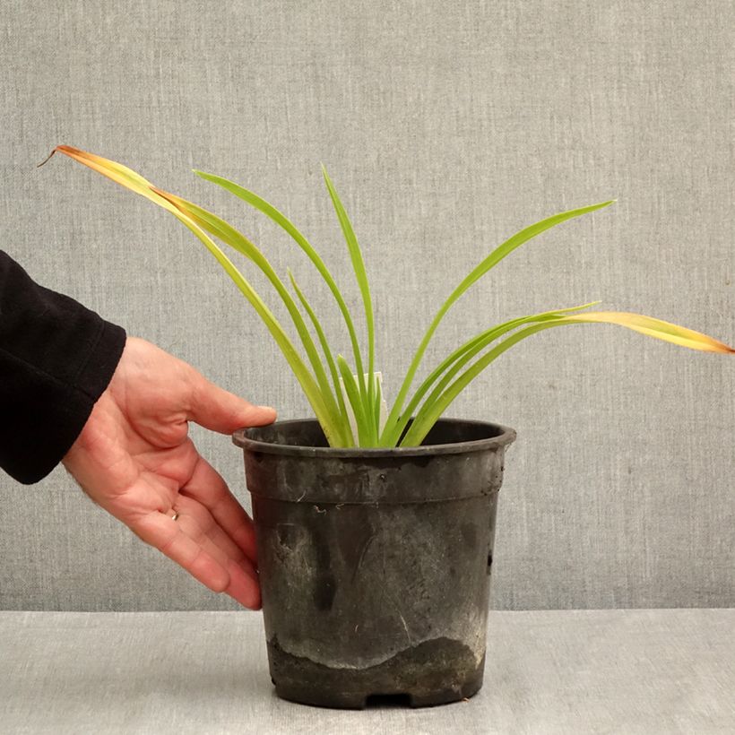 Exemplaar van Hemerocallis Chicago Sunrise - Daglelie Pot van 2 l/3 l zoals geleverd in de herfst