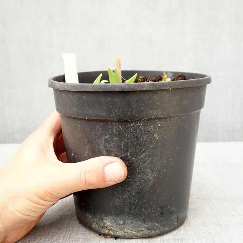 Exemplaar van Hemerocallis Chicago Sunrise - Daglelie Pot van 2 l/3 l zoals geleverd in de lente