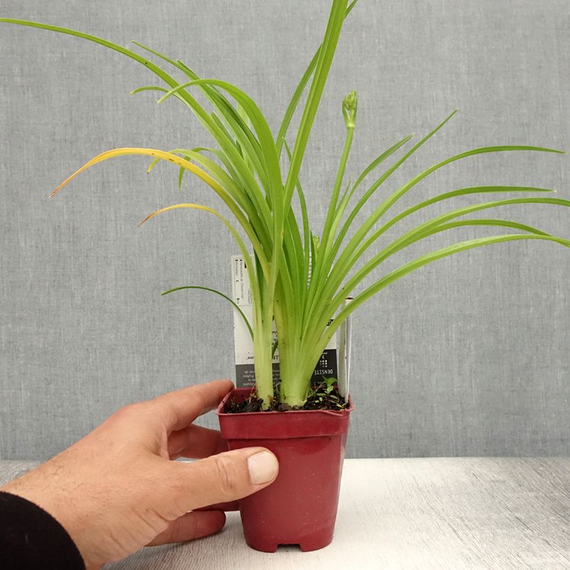 Exemplaar van Hemerocallis Chosen Love - Daglelie Kweekpotje van 8/9 cm zoals geleverd in de zomer